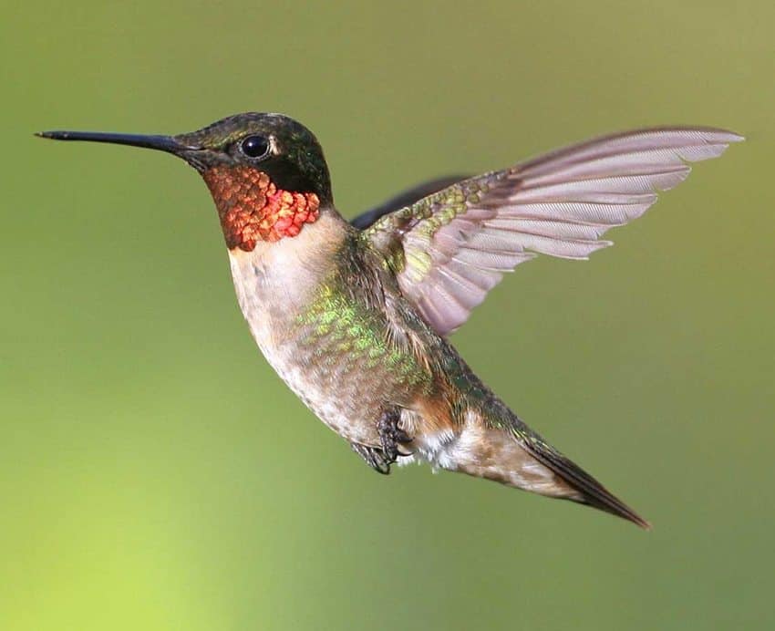 Ruby-throated_Hummingbird