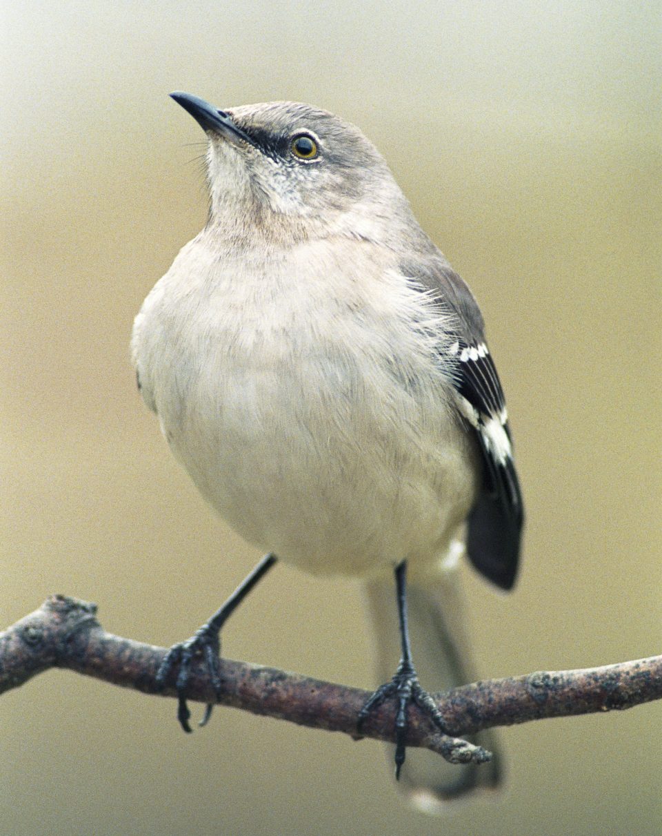 all about mockingbirds