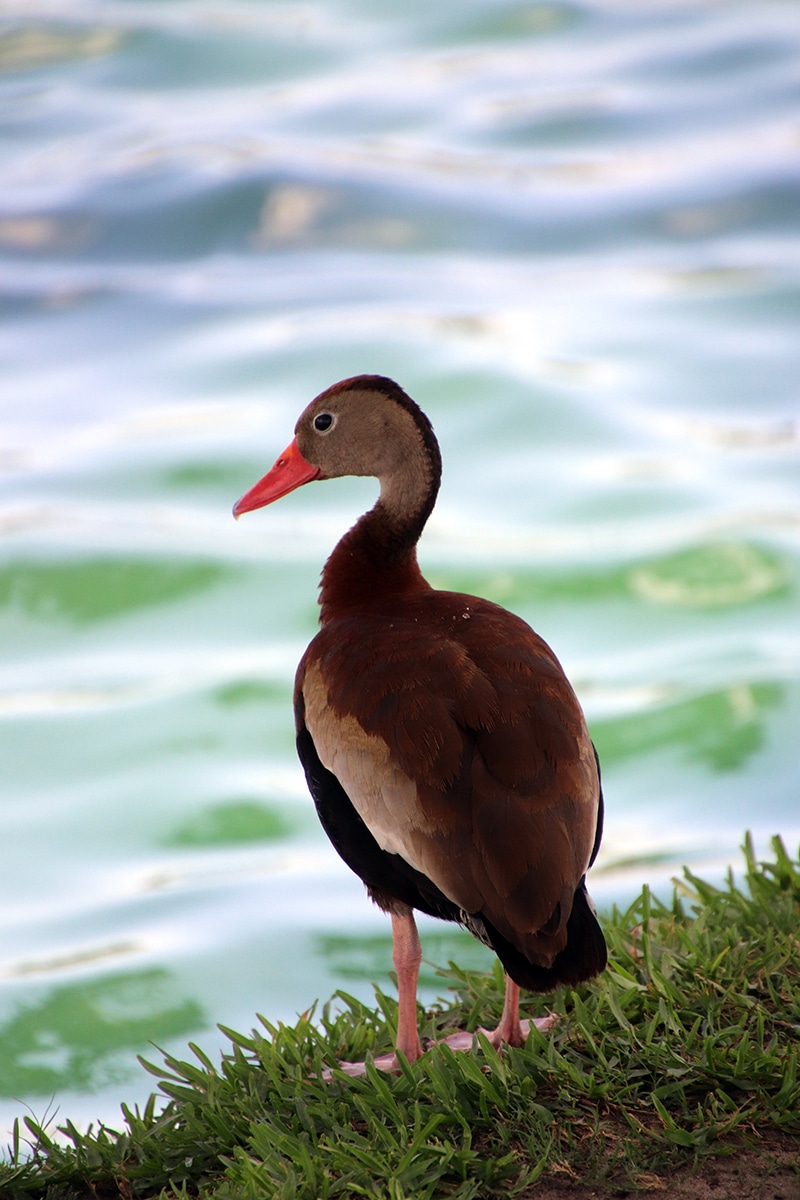 black bellied whistling duck 1 web