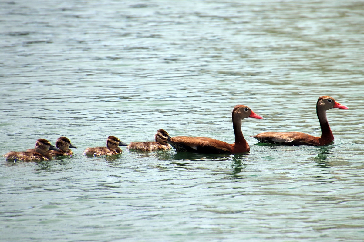black bellied whistling duck family web