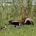 Black-bellied Whistling Ducks with Chicks Keith Windham (cropped)