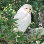 White Owl in Escatawpa (Brian Johnston)