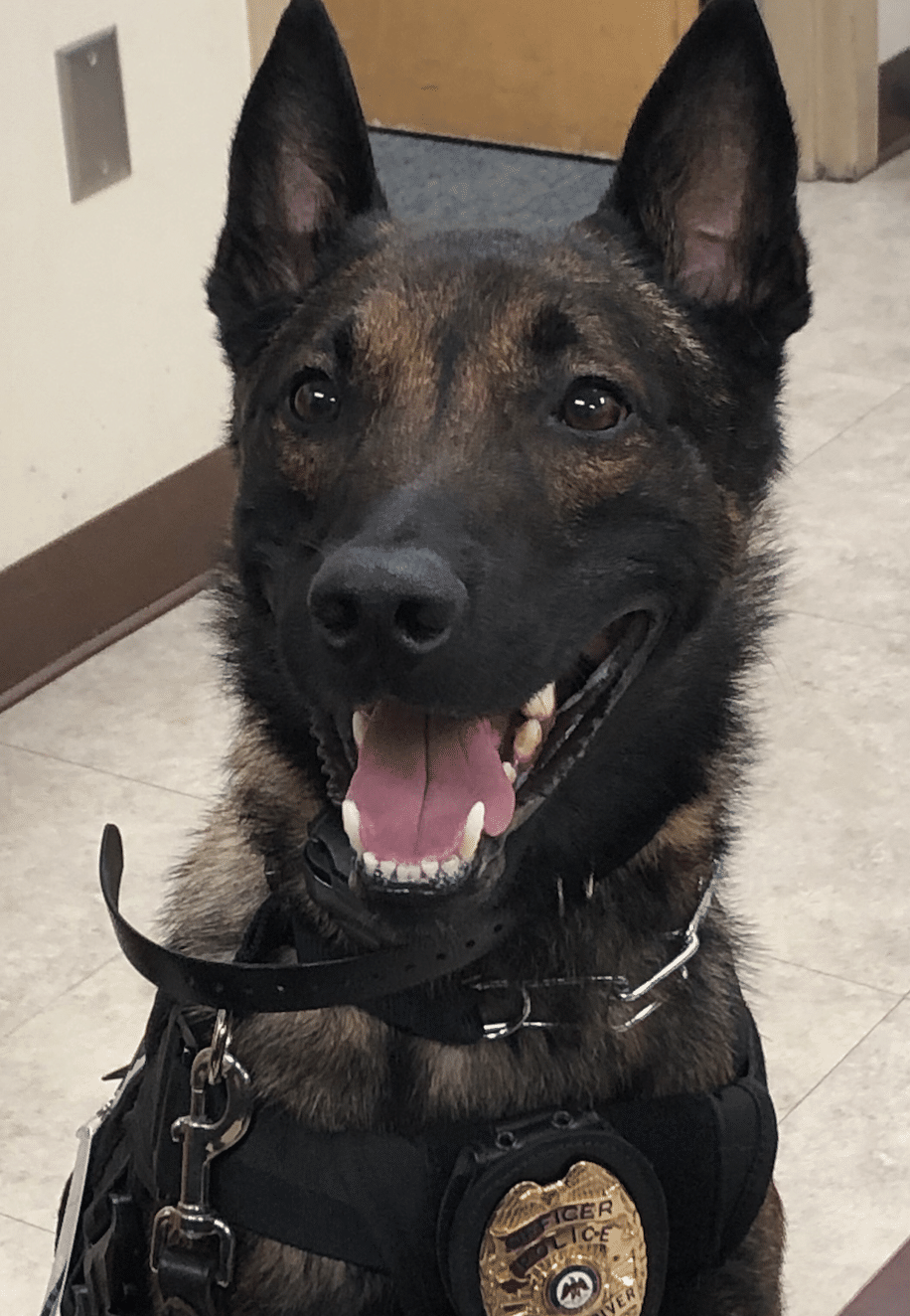 Jester Police Dog