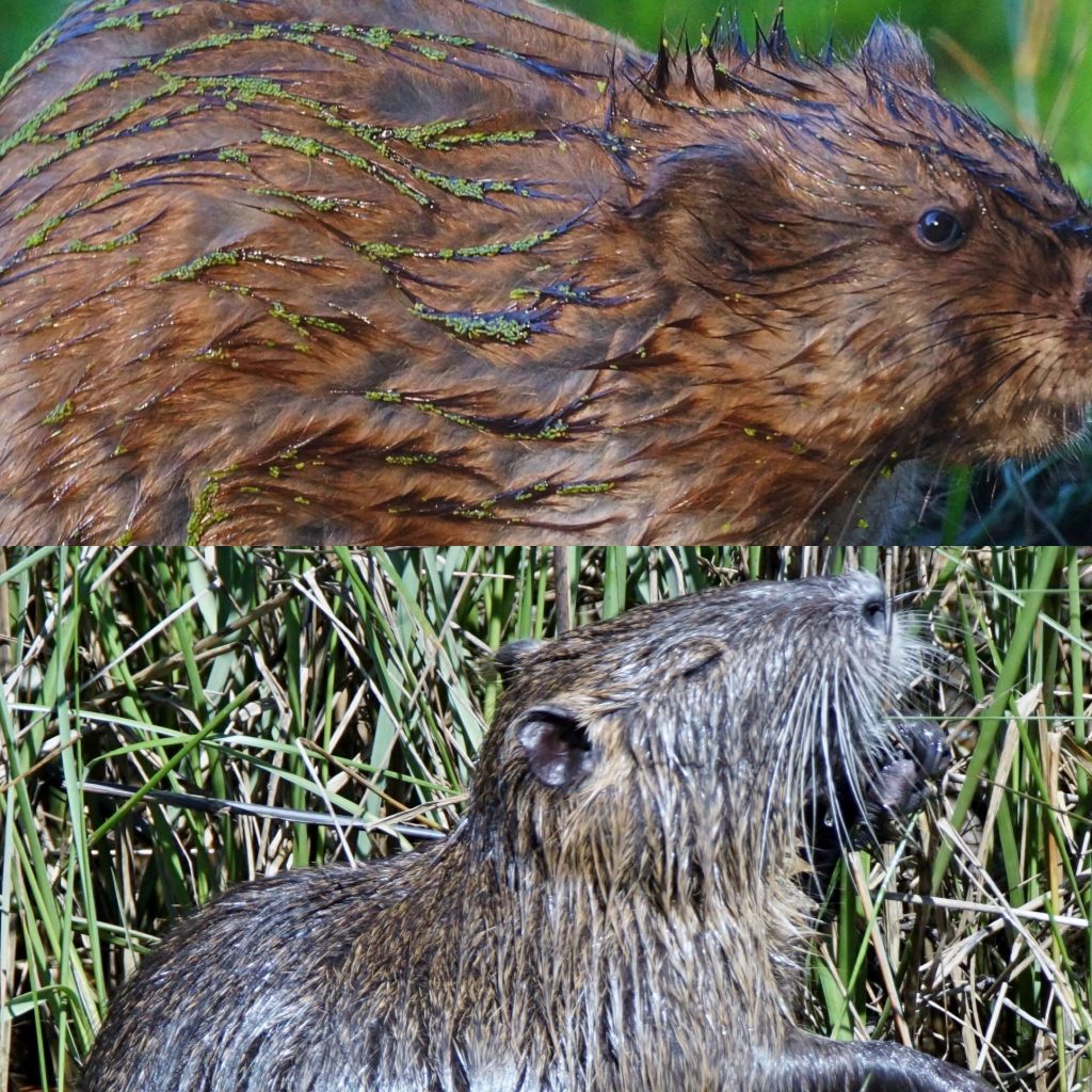 muskrat and nutria