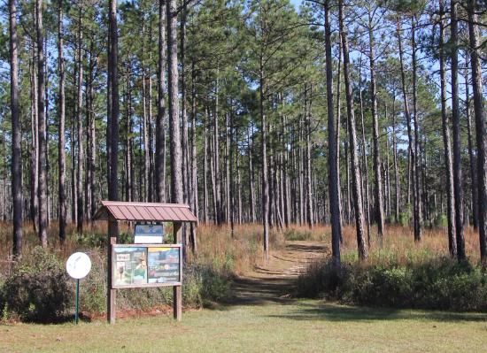 Best hiking trails in Mississippi