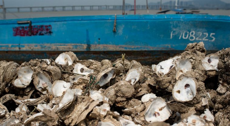 oyster recycling